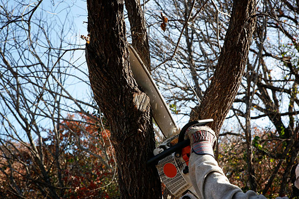 Leaf Removal in Pepeekeo, HI